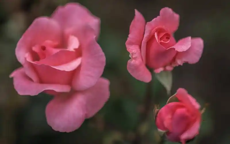 pink roses, blurry background