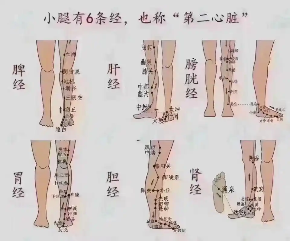 小腿六条经络 笔记94 入秋了,一定要做腿,火往上走,寒往下沉, 腿是