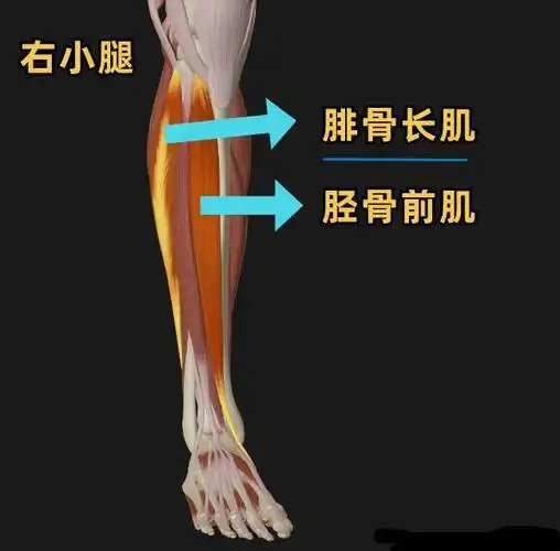 腓骨长肌解剖及激痛点 - 好大夫在线