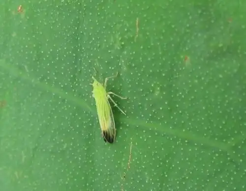 院子里突然有好多小飞虫是怎么回事?