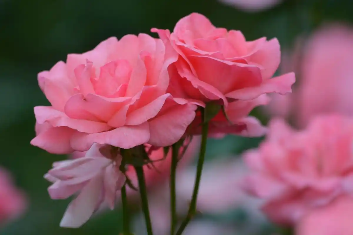 粉色月季花,原创拍摄__财经头条