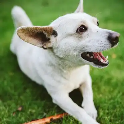 白色小狗头像和主人大闹玩棍子的狗图片