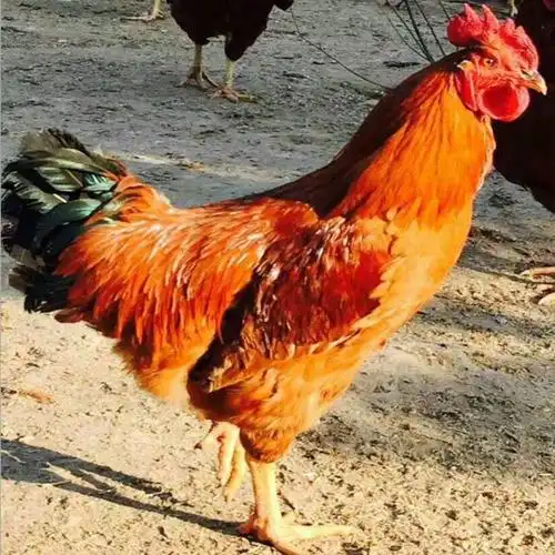 长期供应 散养红玉鸡苗 养殖场脱温鸡苗 杂交红玉鸡苗