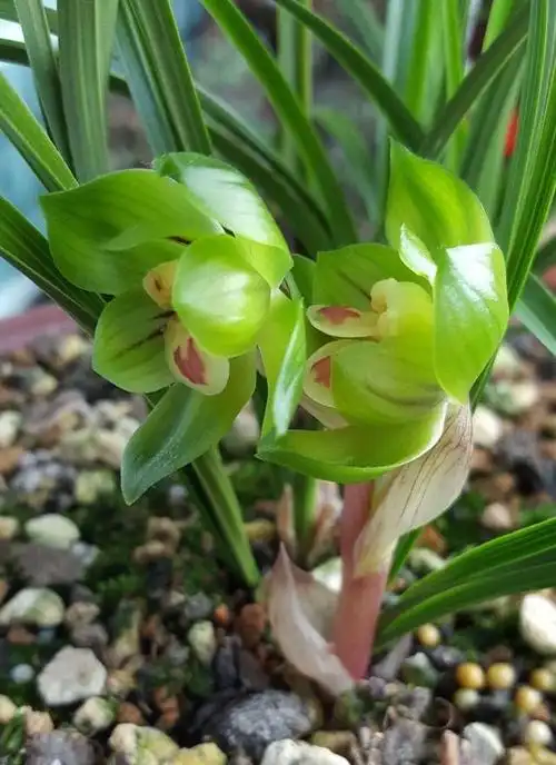 近来市场上新兴起一种兰花,名字叫绿云.