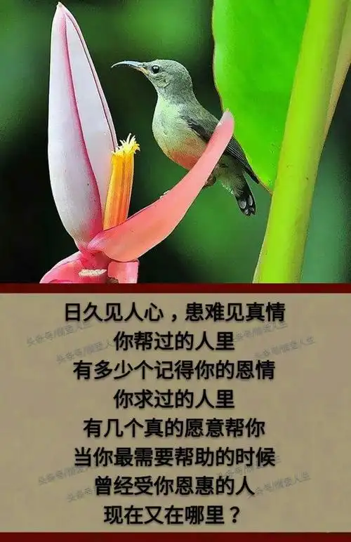 现实,太残酷,惋惜自己不够狠;人心,太善变,后悔自己太认真!