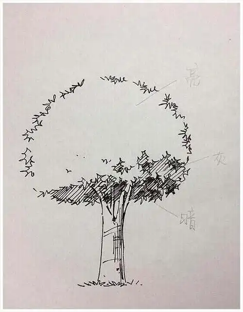 大树速写画的手绘步骤