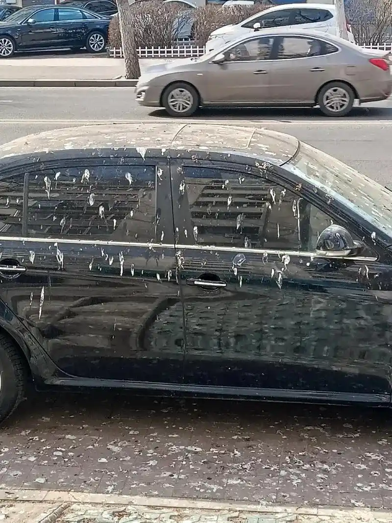 今天走路的时候,看见的一幕,满车的鸟屎! - 抖音