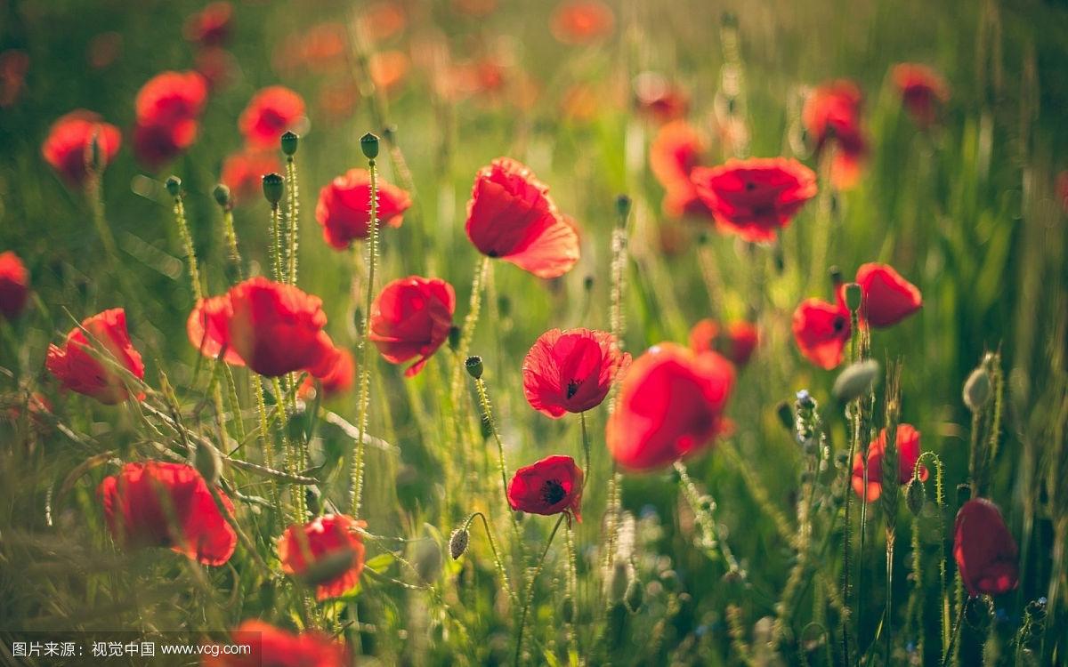 罂粟花壁纸