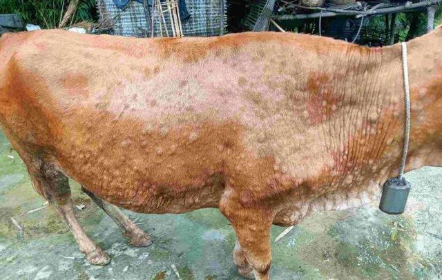 牛结节病,我们通常叫作疙瘩皮肤病或者是牛结疹,最近两年牛结节病发生