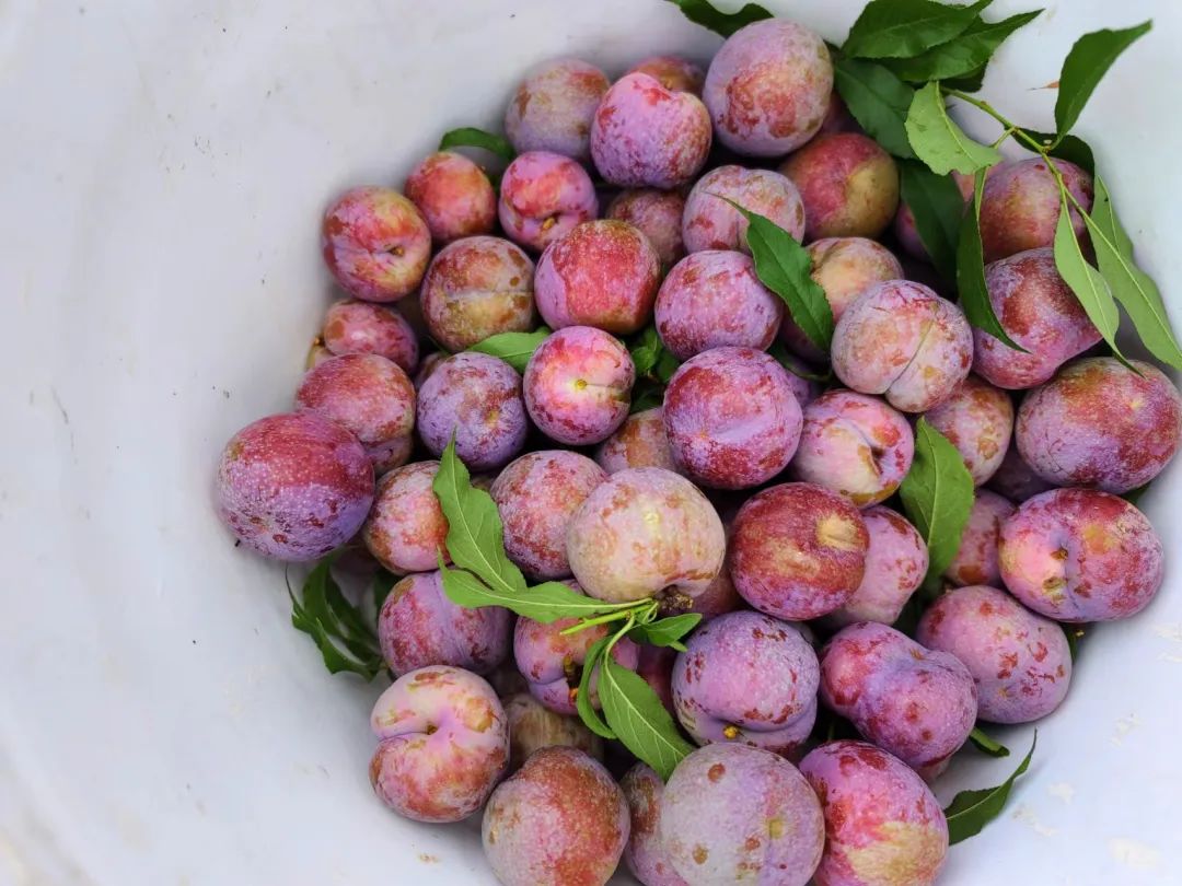 披上了洁白婚纱武宣三里胭脂李释放唯美诱惑