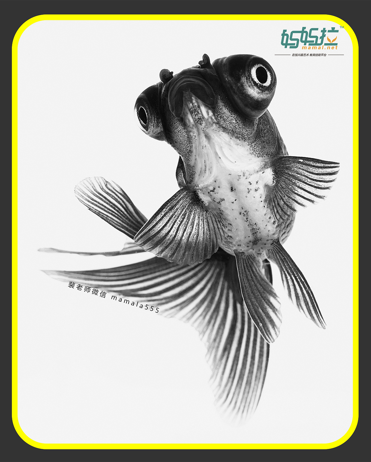 素描金鱼