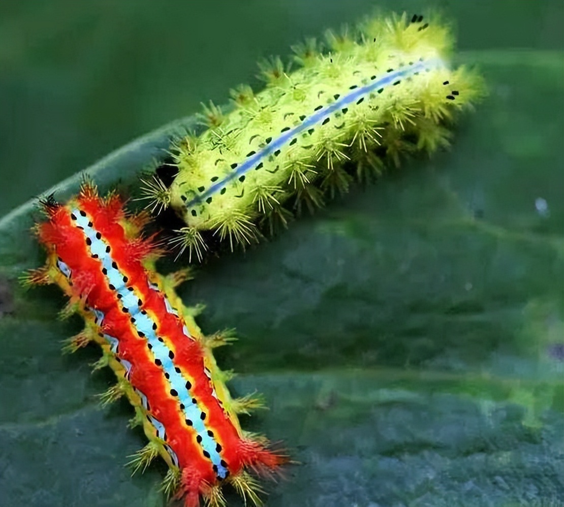 被洋辣子蛰了该如何处理?老农的方法很有效,你有被蛰过吗?