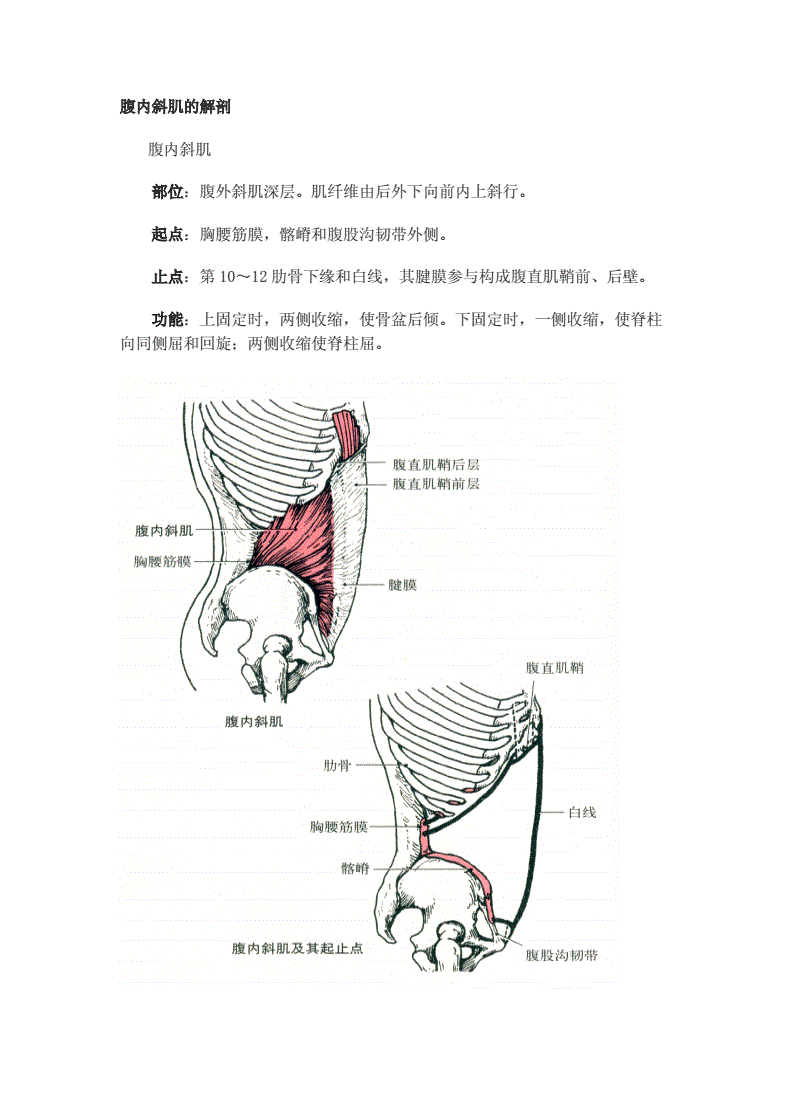 健身教练 2.讲解腰,腹部肌肉的解剖机构和生理功能; 腹内斜肌的解剖.